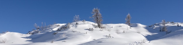 Banner 4x1 topo da montanha coberta de neve com lariços solitários e céu azul profundo