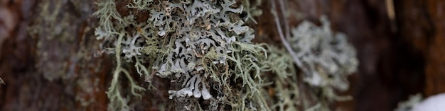 Banner 4x1 tronco de un árbol conífero cubierto de hielo y nieve en un paisaje invernal cerrado