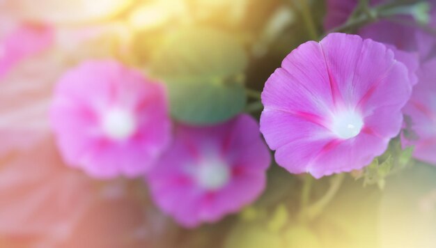 Banner amplo de ipomoea macrofotografia de flores roxas