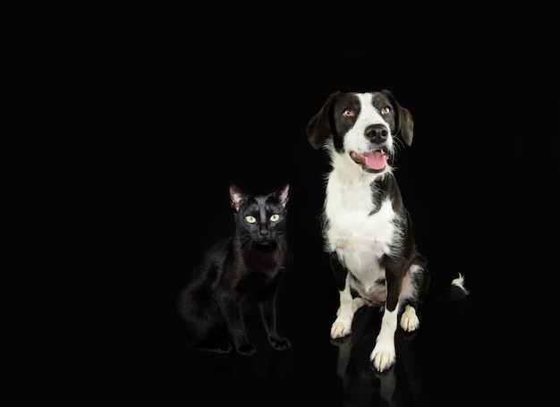 Banner animais de estimação cão e gato sentado Isolado em fundo preto escuro