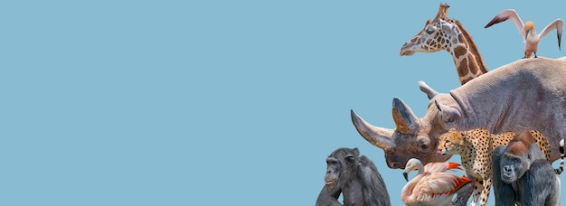 Foto banner con animales salvajes vulnerables en áfrica rinoceronte chita gorila jirafa elefante flamenco chimpancé en el cielo azul fondo sólido con espacio de copia concepto biodiversidad y conservación