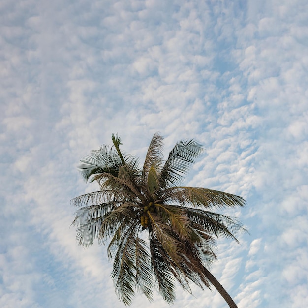 BANNER Atmosfera panorama nuvem branca céu sozinho fundo de palmeira tropical verão ternura liberdade