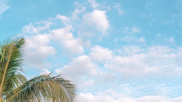 BANNER Atmosfera panorama nuvem branca céu sozinho fundo de palmeira tropical verão ternura liberdade