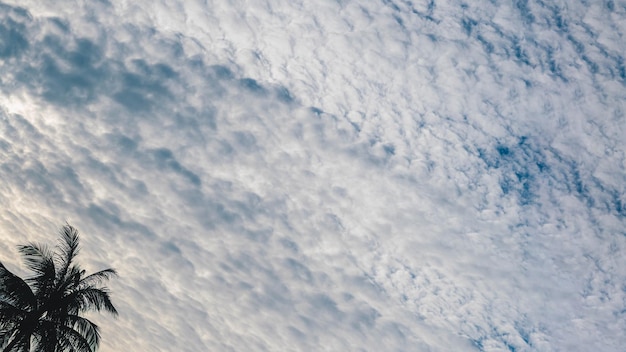 BANNER Atmosfera panorama nuvem branca céu sozinho fundo de palmeira tropical verão ternura liberdade