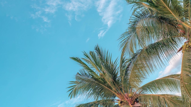 BANNER Atmosfera panorama nuvem branca céu sozinho fundo de palmeira tropical verão ternura liberdade