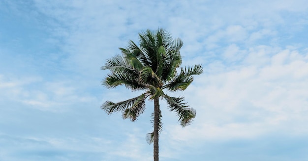 BANNER Atmosfera panorama nuvem branca céu sozinho fundo de palmeira tropical verão ternura liberdade