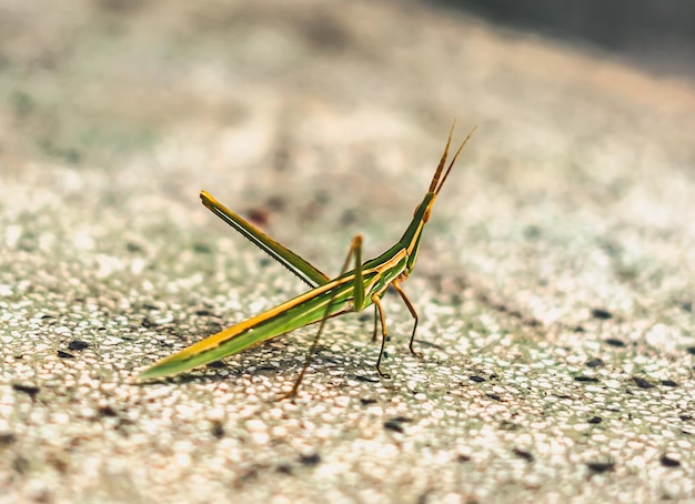 BANNER Beleza da natureza foto real MACRO fechar Gafanhoto longo oriental com cabeça de cone Acrida ungarica gafanhoto Insetos estranho maravilhoso cor verde listras laranja Entomologia estudo de biologia Fundo cinza