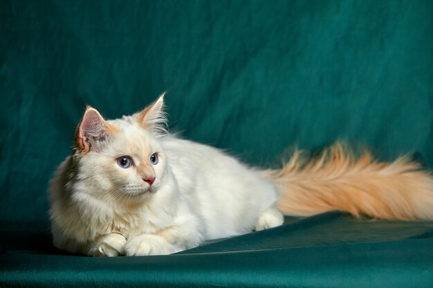 Banner con bonito gato blanco con ojos azules y bigote largo Primer plano retrato de gatito aislado sobre fondo verde hermoso Animales domésticos Mascotas divertidas Copiar espacio para texto