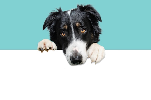 Banner-Border-Collie-Hündchen, das seine Pfoten in ein Leerzeichen hängt und nach unten schaut, isoliert auf blauem Hintergrund