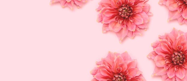 Banner con cabeza de flores de dalia sobre un fondo rosa pastel Concepto de botánica de primavera