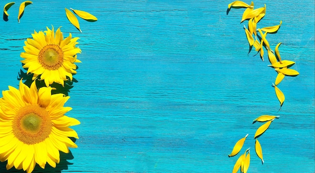 Banner com flores de girassol amarelo e pétalas espalhadas em madeira turquesa texturizada vibrante Panorama com copyspace Fundo panorâmico mínimo simples com flores naturais