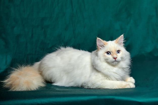 Banner com gato muito branco com olhos azuis e bigode longo Feche o retrato do gatinho isolado no lindo fundo verde Animais domésticos Animais de estimação engraçados Copie o espaço para texto