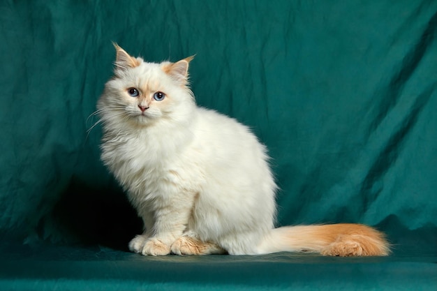 Banner com gato muito branco com olhos azuis e bigode longo Feche o retrato do gatinho isolado no lindo fundo verde Animais domésticos Animais de estimação engraçados Copie o espaço para texto