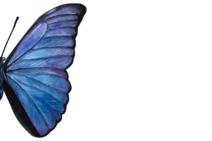Foto banner com linda borboleta azul violeta ilustração em aquarela desenhada à mão isolada em branco