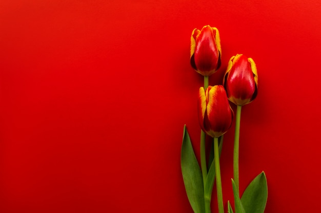 Banner com um buquê de tulipas vermelhas. Postura plana com flores, vista superior com copyspace.