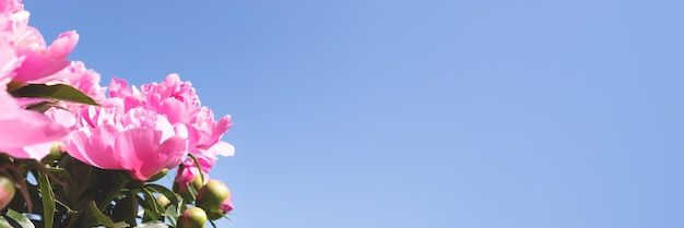 Banner con un concepto de verano de flores de peonía rosa floreciente