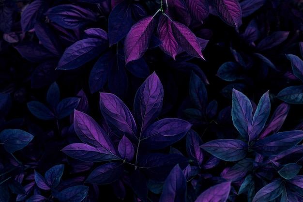 Banner de fundo de abstração natural deixa cores neon