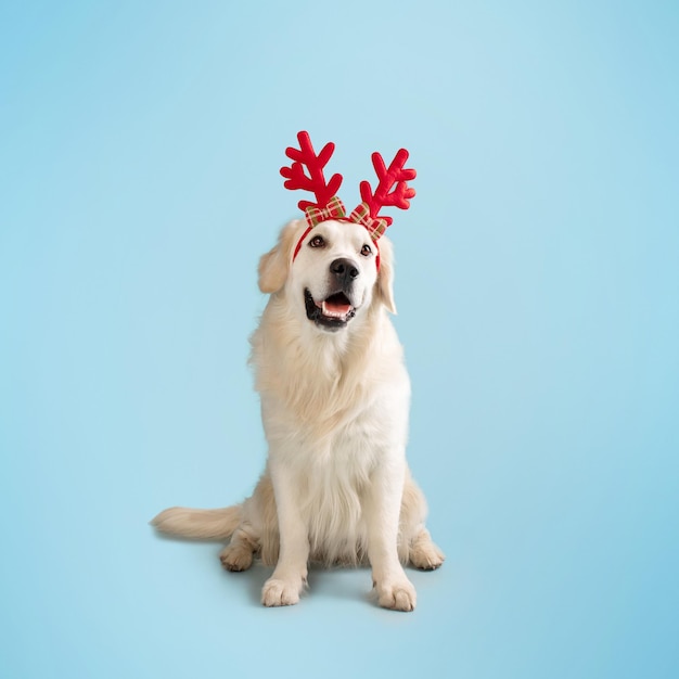 Banner de Natal do cão Cão labrador bonito usando chifres de rena de Natal sentados em fundo azul pastel