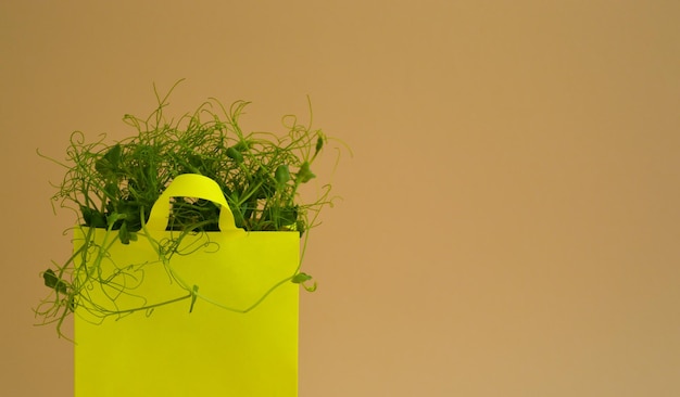Foto banner de saco de compras de papel amarelo com micro hortaliças em um fundo bege agricultura de primavera e conceito de plantio alimento biológico orgânico natural
