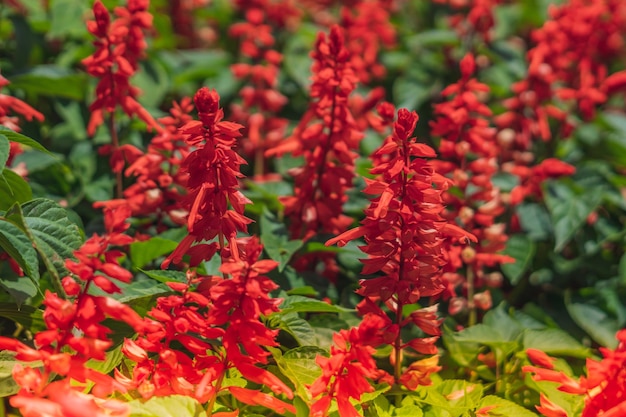 BANNER Echt Abstrakt Natur Fotohintergrund ROT Salvia splendens Staude Makro Nahaufnahme Beet Einfassung Blume Pflanze Blütenstand Blütenblatt Blüte Botanik Studie Gartenpflege Sommer Sonne Tag