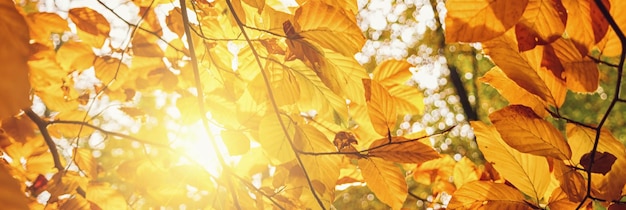 Banner de escena de otoño dorado en un parque con hojas coloridas y luz solar explosiva