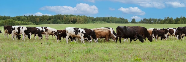 Banner, extra breites Format. Eine Herde Kühe weidet auf einem Feld in einem Dorf, Weide