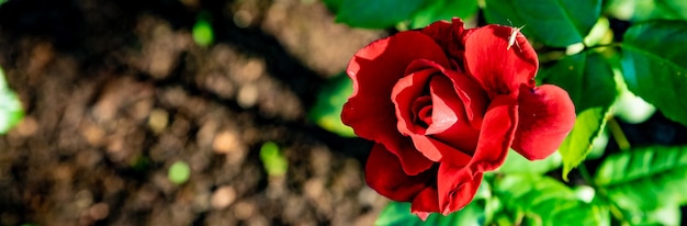 Banner floral de primavera de conto de fadas misterioso com fabulosas flores rosas florescendo fantasia de verão g