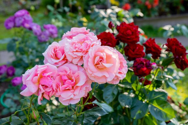 Banner floral de primavera de conto de fadas misterioso com fabulosas flores rosas florescendo jardim de fantasia de verão em fundo brilhante e brilhante e ensolarado e desfocado Flores de rosas florescem no verão