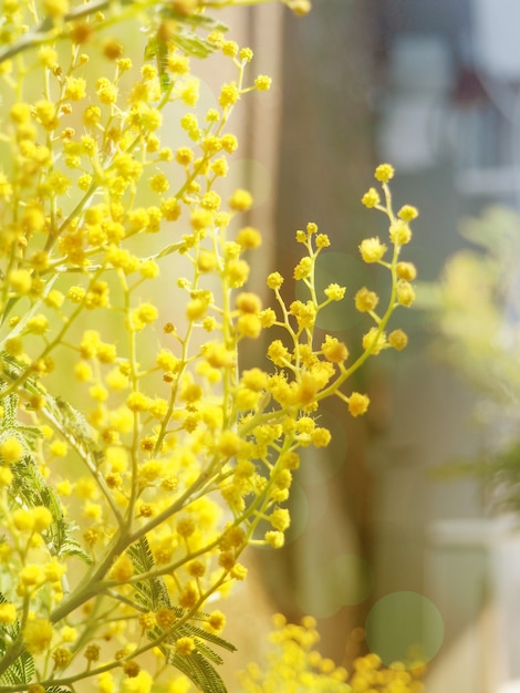 Banner Flores De Mimosa De Color Amarillo Brillante.