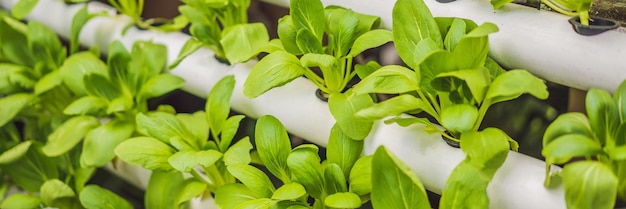 Banner de formato largo hidroponíaverduras orgánicas frescas cosechadasagricultores que buscan verduras frescas