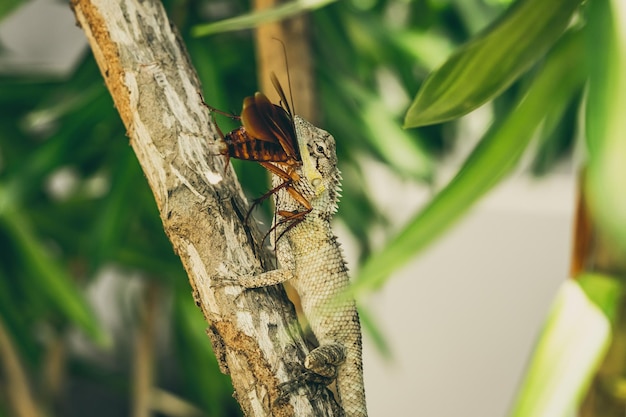 BANNER Foto de primer plano macro captura momento gran lagarto gris comer presa devourie golondrina todavía revoloteando escarabajo marrón cucaracha sentarse en rama Verde brillante naturaleza fondo Vida lucha ecosistema