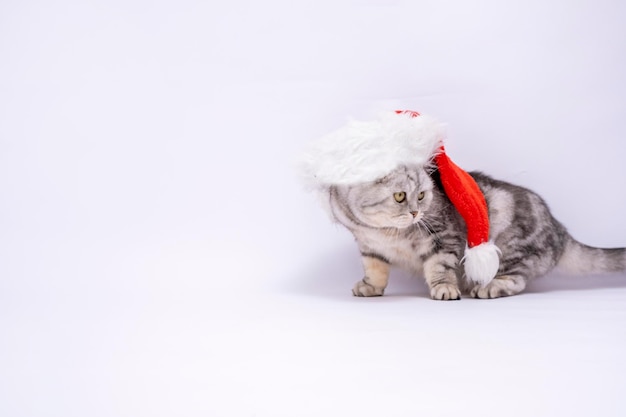 Banner gato de Navidad con un sombrero de Santa Claus sobre un fondo blanco Copiar espacio con lugar para texto Año nuevo 2023 año Gato de pura raza Scottish fold