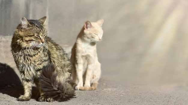 Banner con un gato negro jengibre y un gatito beige que disfrutan de los rayos del sol de otoño