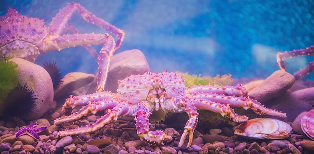 Banner große lila Seekrabbe im Aquarium