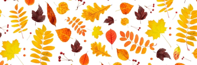 Banner hecho con hojas de otoño naturales y bayas sobre un fondo blanco como telón de fondo o textura Papel tapiz de otoño para su diseño Vista superior Lay Flat