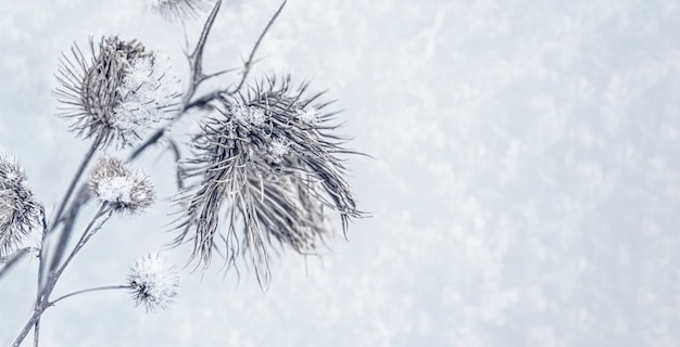 Banner con heladas y cardos cubiertos de nieve en un campo salvaje en invierno