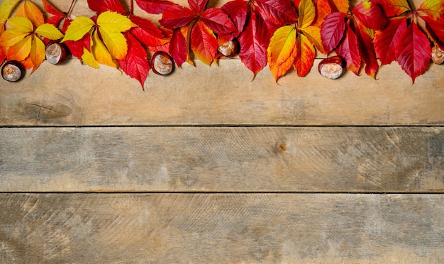 Banner. Helle gelb-rote Blätter des Herbstes auf einem hölzernen Hintergrund. Mit Kopierplatz. Zusammensetzung von Kastanien und Blättern von Jungfrauen auf einem natürlichen Tisch aus Brettern. Draufsicht. Flatlay.