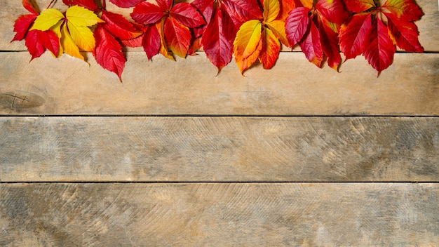 Banner. Herbst leuchtend gelb-rote Blätter auf einem Holz.