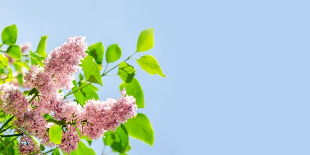 Banner Hermosas flores lilas con enfoque selectivo contra el cielo Lugar para texto Enfoque selectivo