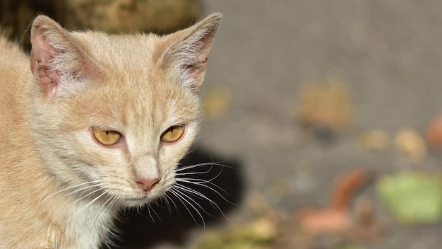 Banner con un hermoso gatito beige sobre un fondo de otoño gris borroso Lugar para agregar texto