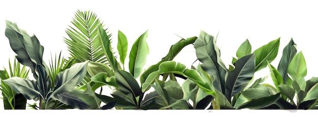 Banner de hojas tropicales aislado sobre fondo blanco Variedad de hojas de plantas tropicales frescas