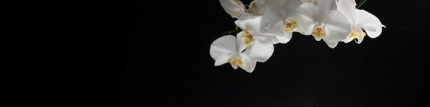 Banner horizontal 4x1 con flores de orquídeas blancas con gotas de agua en un primer plano de fondo negro