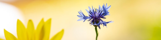 Banner horizontal com pétalas de flor de girassol e cravos