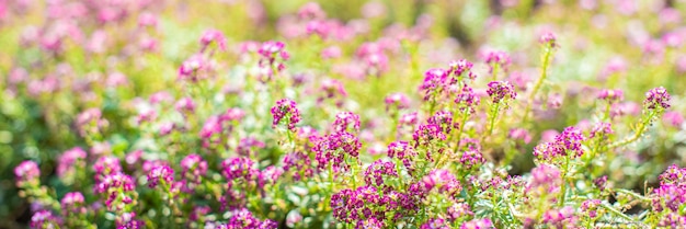 Banner. kleine rosa Blüten im Garten im Frühjahr. sonniger Tag. Blumenhintergrund. Knospen und Blüte.