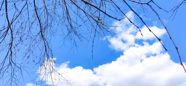 Banner lindo céu nublado e silhuetas de árvores sem folhas.