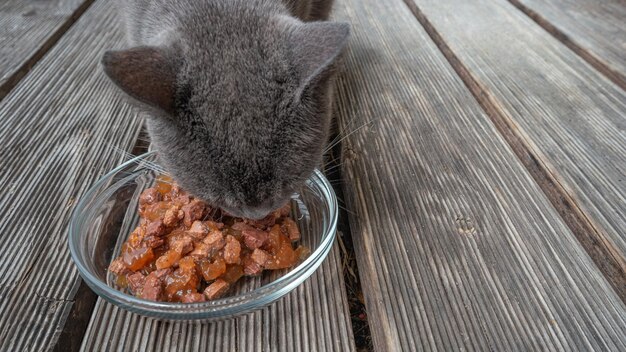 Foto banner con un lindo gato doméstico gris ruso azul está comiendo comida de jalea en un plato de vidrio como carne de mascota en la terraza de la casa con espacio de copia para el texto