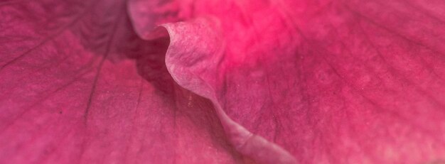 BANNER Macro abstrato real bela natureza fundo bonito Rosa brilhante roxo suave suave pétalas florescem flor tropical planta flor Decoração floral design botânico Saudação cartão de sol de verão feliz