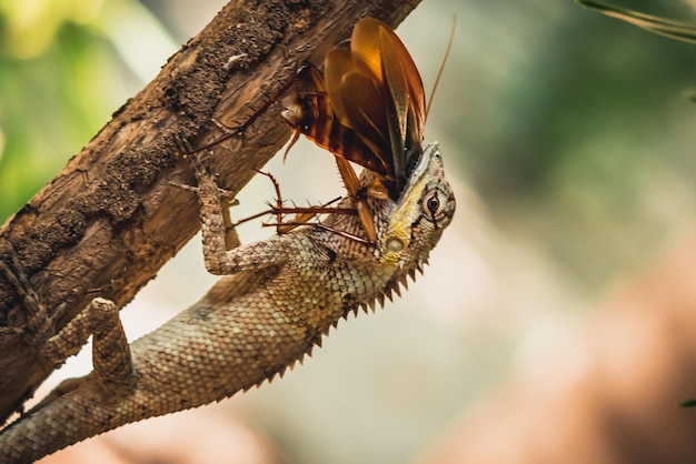 BANNER Makro-Nahaufnahmefoto fängt den Moment ein große graue Eidechse frisst verschlingende Beute schluckt immer noch flatternde braune Käferkakerlaken sitzen auf einem Ast Grüner heller Naturhintergrund Lebenskampf-Ökosystem