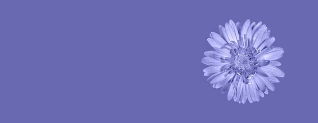 Banner minimalista festivo pastel con una flor de gerbera en el color de moda del año 2022 Very Peri. Tarjeta de felicitación navideña o invitación. Copie el espacio. Banner web. Vista desde arriba. Orientación horizontal.