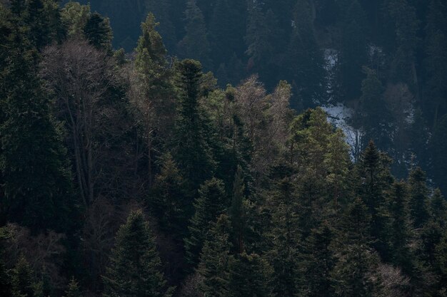 Banner mit immergrünen Bäumen und viel Platz für Text Neutraler Waldhintergrund